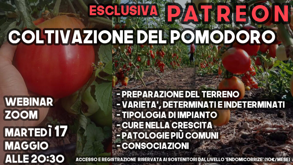 Promo Pomodori